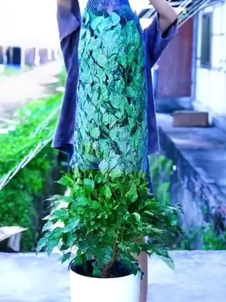 幸福树只要得到满足才不会黄叶掉叶,给它浇这种水,很快枝叶油绿冒新芽还爱开花!