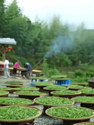 一叶一芽绿茶叶2025新茶正宗明前特级雀舌嫩芽毛尖办公商用浓香型