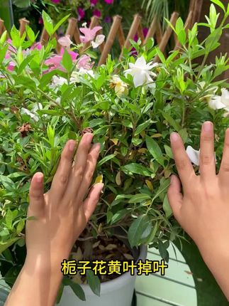 经常用这个再生剂,你的植物就不会出现黄叶掉叶的问题。#花肥 #花卉绿植 #养花小知识
