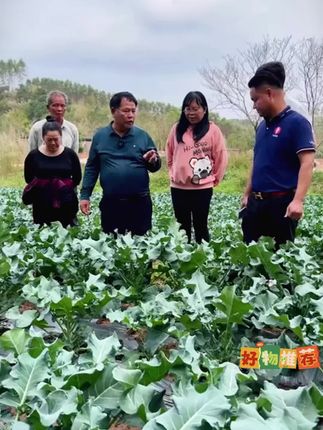 西兰花大家都吃过,西兰苔肯定没吃过,家里空地花盆种上些吧 #蔬菜种子 2 #在家种菜 #西兰苔 #优质农产品