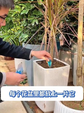 想要植物枝繁叶茂开花多,一定要用上这个再生剂#家庭园艺