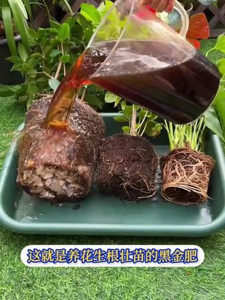 种植只会浇水,土壤就会板结,植物会慢慢走向衰败,不妨用它浇一浇,就能轻松救活枝繁叶茂开花满枝芽!