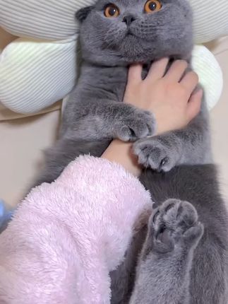 只要日常给猫咪补充鱼油,养猫家庭也不一定满屋都是毛