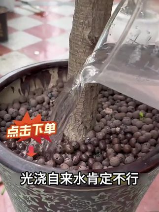 【龙血树专用】营养液园艺肥料绿植烂根促生根黄叶掉叶微量元素生长