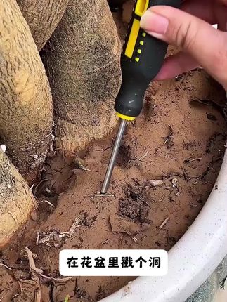 适合懒人用的植物再生剂,不用兑水稀释,直接插土里就可以#养花达人#养花技巧
