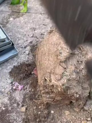 经常浇水花儿还是养不好?那是因为缺了氮磷钾等微量元素。快用这种土壤活化剂,轻松解决。