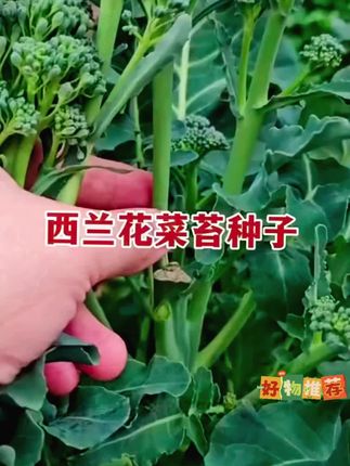 西兰苔种子芥兰种籽芥菜苔种子四季春种耐热阳台庭院蔬菜种子大全