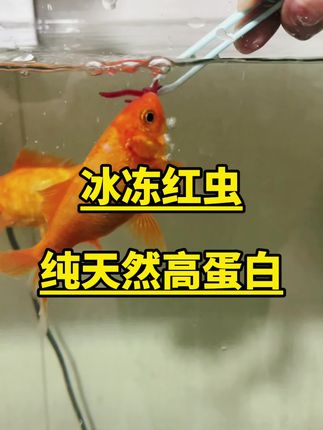 红虫冰冻鱼食观赏鱼孔雀鱼赤线虫丰年虾罗汉六角恐龙龙鱼粮饲料