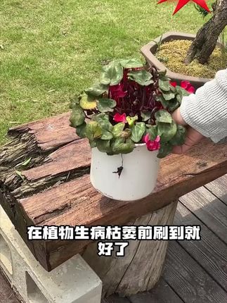 适合懒人用的植物再生剂,不用兑水稀释,直接插土里就可以 #园艺 #养花达人#绿植花卉#室内绿植
