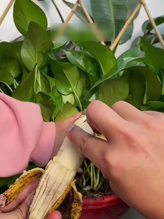 绿植发出的求救信号,能看懂都是养花高手#园艺 #养花小知识 #绿萝 #营养液