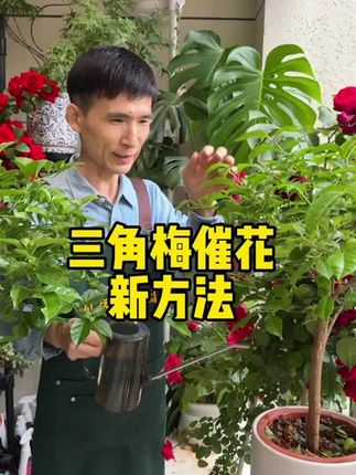 养花不开花,可以直接用它很快花开爆满盆!