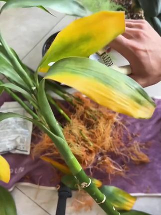 富贵竹黄叶烂根怎么办?给它浇这种水很快就会枝叶油绿根系发达还爱冒新芽