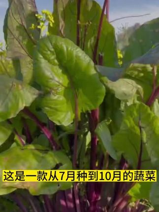 红菜苔口感又脆又甜,还能多茬采收,推荐你也种一些