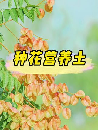 通用型泥炭营养土,种花种菜专用土疏松透气