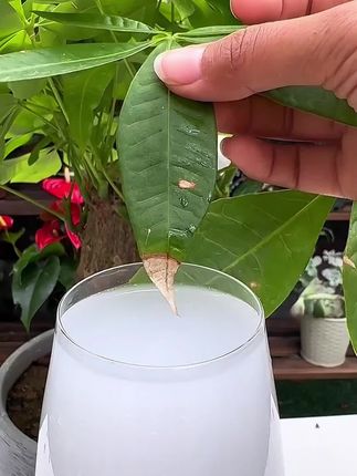 一次使用长久释放养分!家里的植物黄叶掉叶长势不好!就用植物再生剂!
