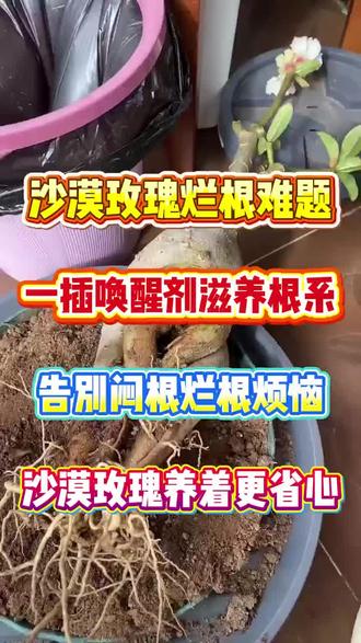 救命!沙漠玫瑰居然这么好养