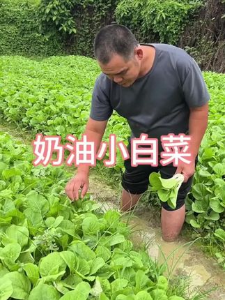 四季奶油小白菜种子,口感脆嫩爽口,耐高温不招虫,阳台小院撒籽就长,一月能种两次 #蔬菜种子 #小白菜 #我的小菜园