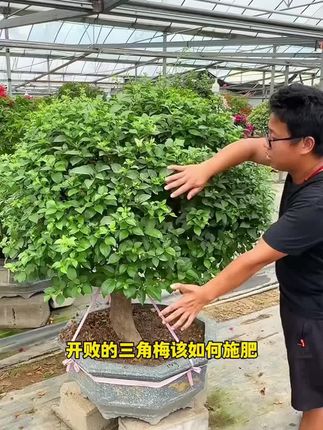 养花 花不开,那就喂点开花粉,很快就会冒花苞 #养花小知识 #爱生活爱养花