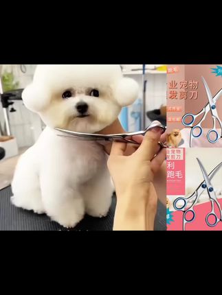 宠物剪刀美容专用工具专业修毛剪狗毛弯剪子狗狗泰迪剪毛理发剪刀非常实用#宠物剪刀美容工具#狗狗