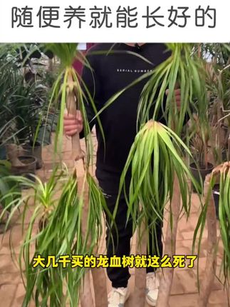 龙血树焦尖黄叶烂根?给它浇这种水很快就会枝繁叶茂!