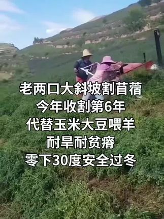 牛羊牧草,牛羊饲料,牛羊养殖户必备,养殖户必看!