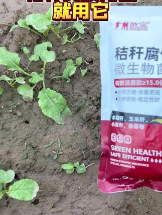 秸秆该怎么处理,才能快速腐熟,变废为宝?一定要试试这款秸秆腐蚀菌肥!5-7天!赶紧来看看吧!#秸秆腐熟#秸秆还田