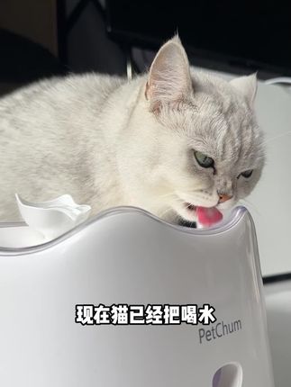 谁懂啊?瞬间三百多的那个饮水机不香了。#新手养猫 #猫咪自动饮水机 #宠物饮水机 #超便宜超划算 #养猫必备