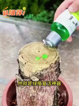 植物养成光杆了,可以浇这种水,激活根系生长活力,促进新叶生长!#花卉绿植