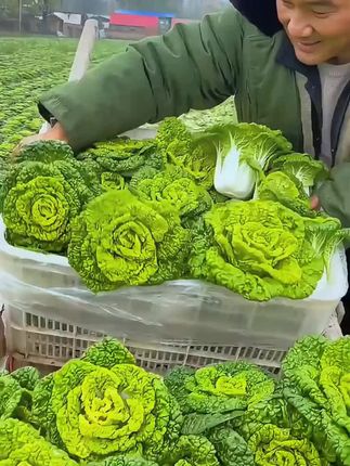 黄心乌塌菜种子,易种植,产量高,生长速度快,懒人新手都能种植,适合阳台花盆小院,炒菜涮火锅都好吃#中秋好物