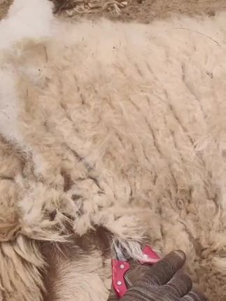 剪羊毛的剪子羊毛剪刀手动绞绵羊毛专用弹簧兔狗毛大号家用修毛剪