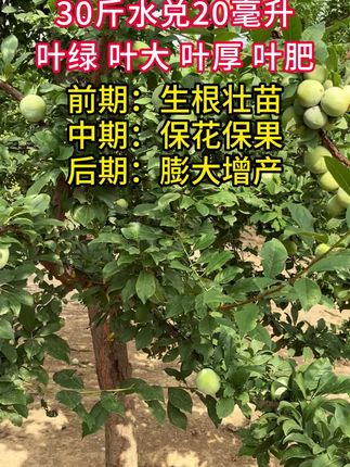 钙镁硼锌铁,促膨果 防裂果 补元素,提苗绿叶,30斤水兑20毫升,叶面喷施即可,4大瓶只需99#钙镁硼锌铁#叶面肥