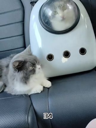 拒绝平庸!猫咪透明太空舱双肩包 + 比熊便携款,高颜值 + 强承重,出门遛宠既方便又能当 “行走的萌宠展示柜”!