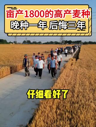 郑麦1835国审优质小麦种子高产矮杆抗冻耐旱节水农科院新品种原种麦
