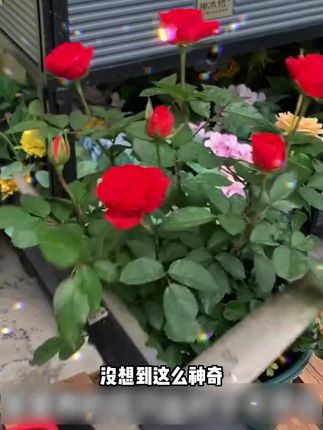 让施肥变得简单,回归纯粹的种植快乐