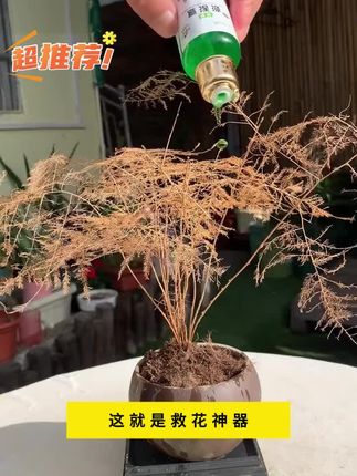 家里的绿植枯黄、不开花、掉叶、烂根,赶紧用这个绿植复活液#种棒植小技巧 #养花 #花肥
