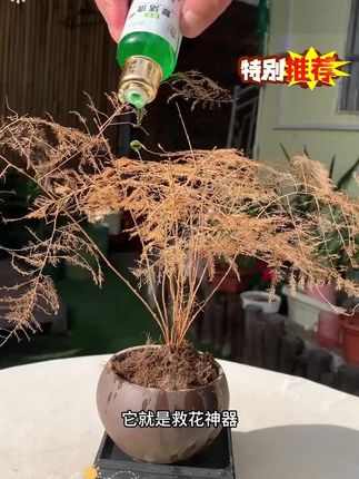 【植物复活液】浓缩营养氨基酸液针对植物光杆发黄掉叶根系生根生长