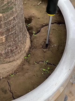 适合懒人用的植物再生剂,不用兑水稀释,直接插土里就可以 #园艺 #养花达人#绿植花卉#室内绿植