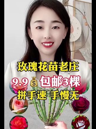 玫瑰花苗2-3年老桩月季嫁接老根四季开花阳台盆栽