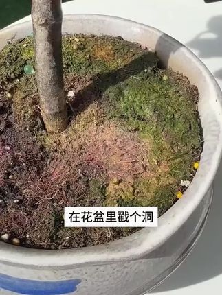 经常用这个再生剂,你的植物就不会出现黄叶掉叶的问题。#花肥 #花卉绿植 #养花小知识