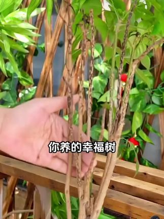 幸福树黄叶不生长,给它浇这种水很快枝繁叶茂爱开花!