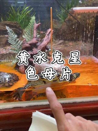 没想到色母片居然还能吸附黄水#色母片 #色母片防串色 #色母片吸附色素 #色母片吸色纸 #色母片防串染片