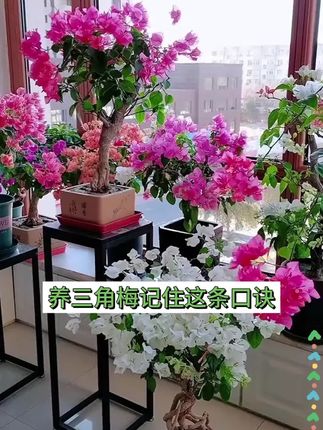 为什么说养花的尽头是三角梅呢#养花#花卉#养花小知识 #三角梅