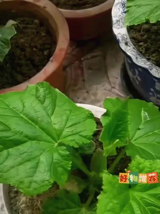 唐山秋瓜种子秋黄瓜高产水果黄瓜阳台小院春秋季易播种蔬菜种子
