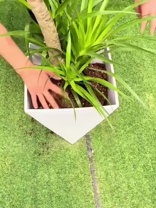 龙血树这样养护,叶片绿油油,还不停的冒新芽!