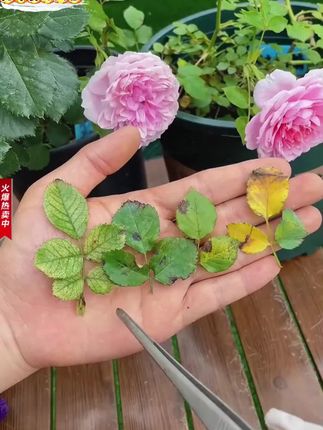 植物浇水加点枯草芽孢杆菌就能增根壮苗预防烂根黑根腐苗,还能促芽勤开花。