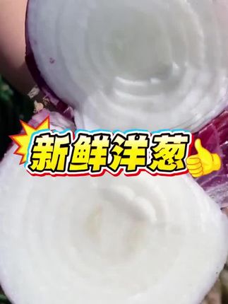 摘现发的新鲜紫皮洋葱,可以直接生吃,也可以凉拌炒菜,脆甜爽口非常好吃#紫皮洋葱#紫皮洋葱#洋葱#现摘现发
