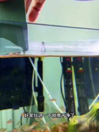 终于找到了去除鱼缸水垢的好方法 #养鱼日记 #水族 #观赏鱼