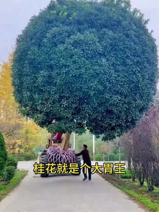 #桂花 很贪吃你知道吗?给它喂点这个,很快枝繁叶茂开花多!#桂花树 #家庭养花 #养花小知识