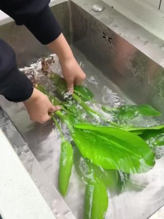 水培天堂鸟四季常青摆上一盆轻轻松松打造轻奢北欧风特别好养水培干净卫生还能净化空气吸收空气中灰尘粉尘让家更清新