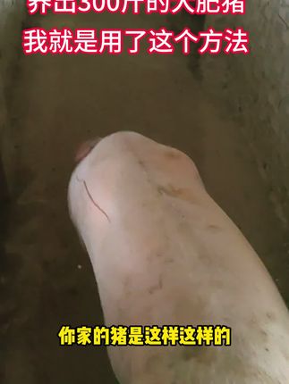 不用高价饲料,猪五个月300斤